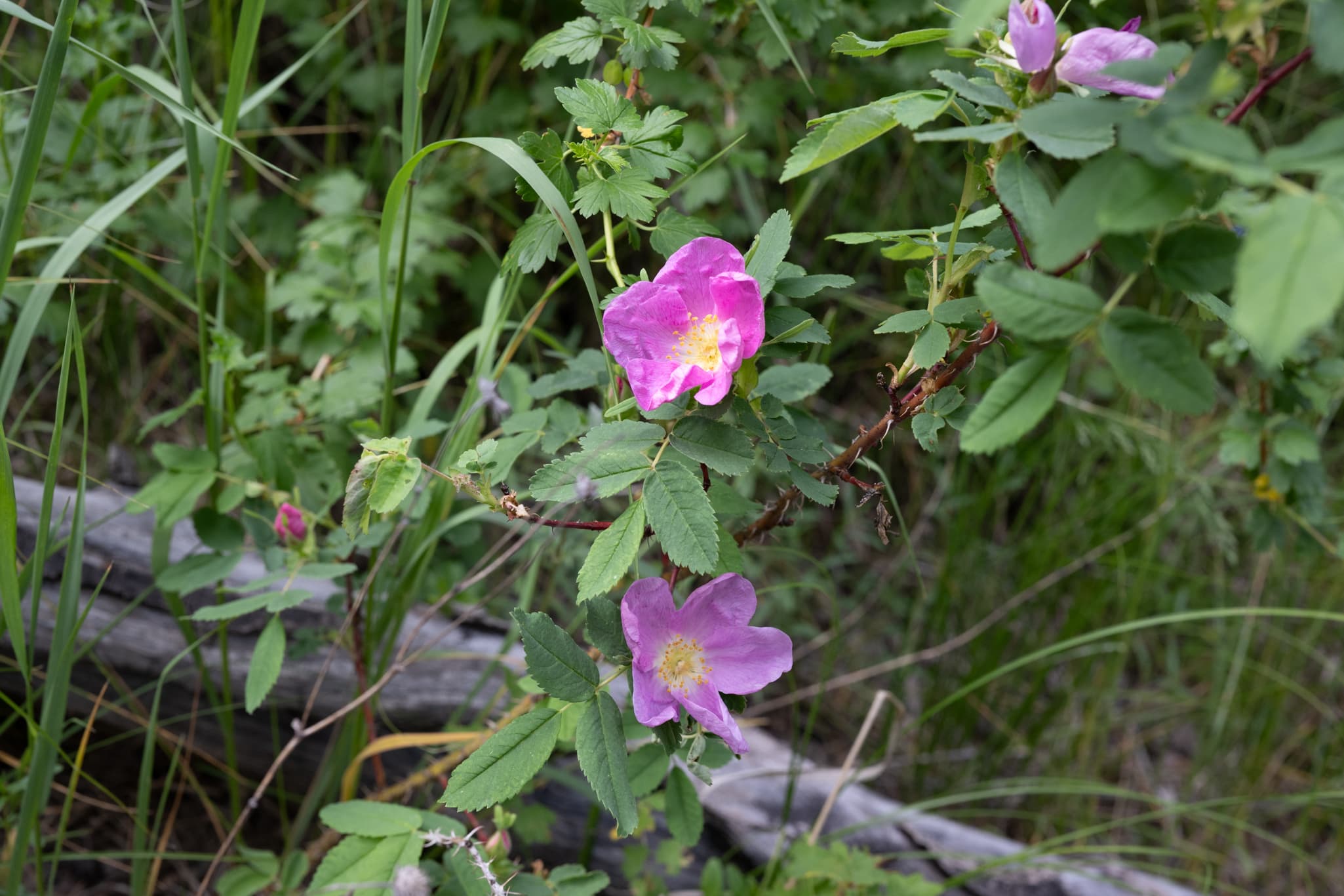 Nikon Z 50mm f/1.2 S at f/8