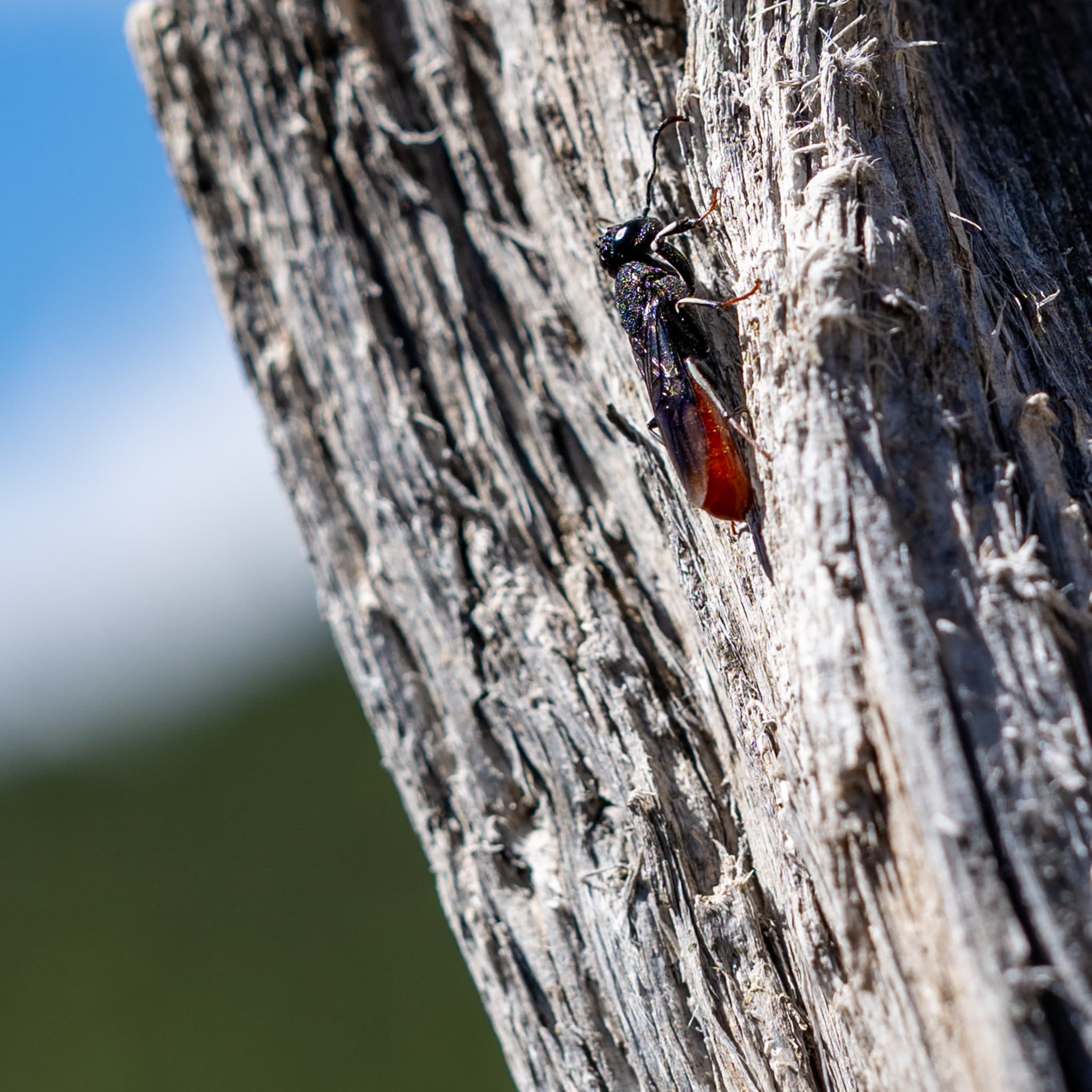 Macro photography with Nikon Z 50mm f/1.2 S
