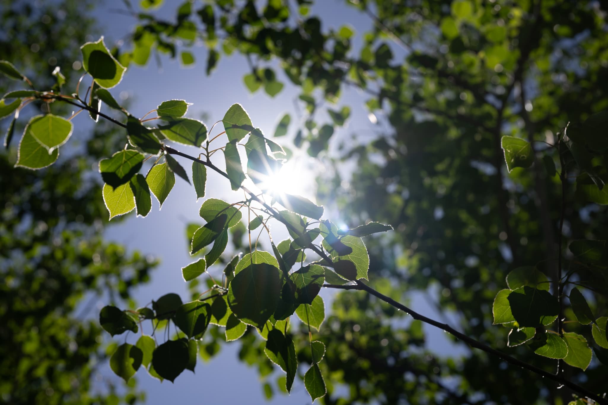 Chromatic aberration test of Nikon Z 50mm f/1.2 S