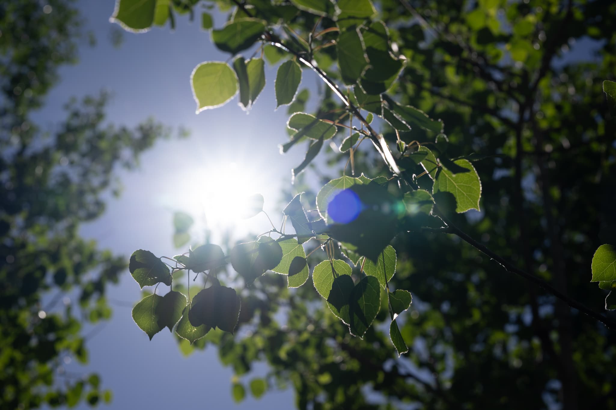 Chromatic aberration test Nikon Z 50mm f/1.2 S
