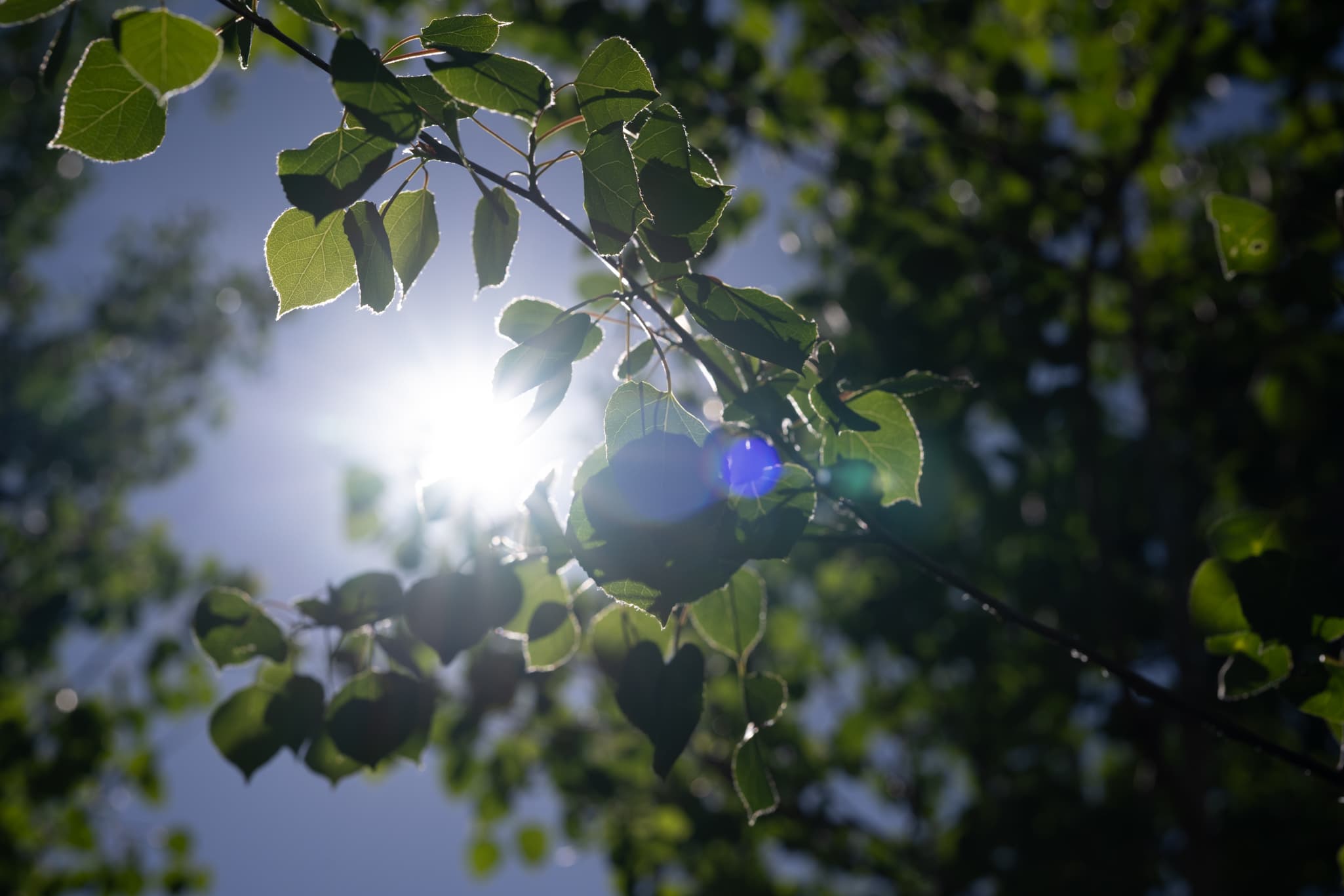 Chromatic aberration test Nikon Z 50mm f/1.2 S