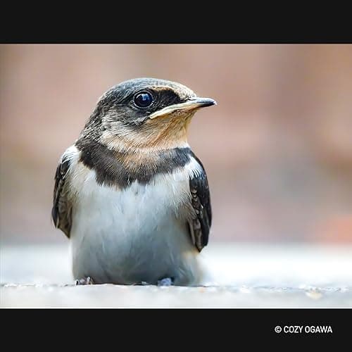 Variant image 6 of Panasonic Leica DG Vario-Elmar 100-400mm F4.0-6.3 II ASPH Power OIS