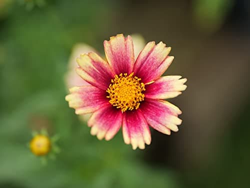 Variant image 7 of Panasonic Leica DG Vario-Summilux 25-50mm F1.7 ASPH