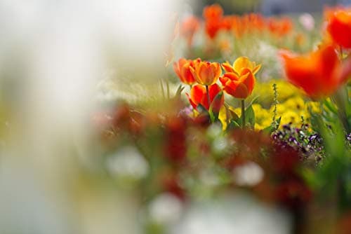 Variant image 6 of Pentax HD Pentax-D FA* 85mm F1.4 SDM AW