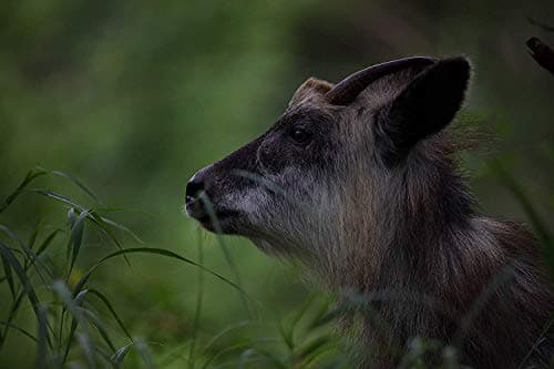 Variant image 0 of Sigma 60-600mm F4.5-6.3 DG OS HSM Sport