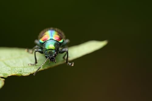 Variant image 4 of Sony FE 100mm F2.8 STF GM OSS