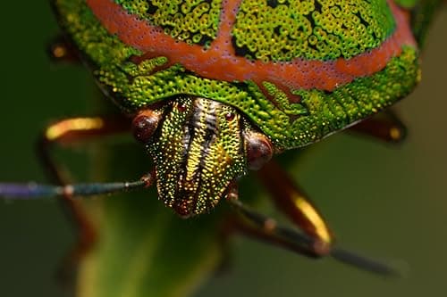 Variant image 5 of Sony FE 100mm F2.8 STF GM OSS