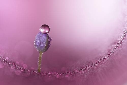 Variant image 6 of Sony FE 100mm F2.8 STF GM OSS