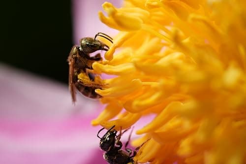 Variant image 7 of Sony FE 100mm F2.8 STF GM OSS