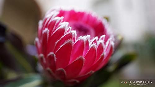 Variant image 6 of Sony FE 20mm F1.8G
