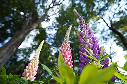 Variant image 11 of Sony FE PZ 16-35mm F4 G