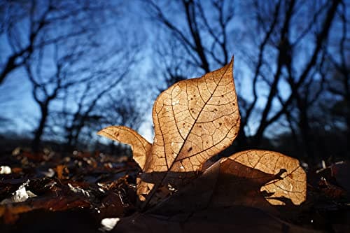 Variant image 12 of Sony FE PZ 16-35mm F4 G