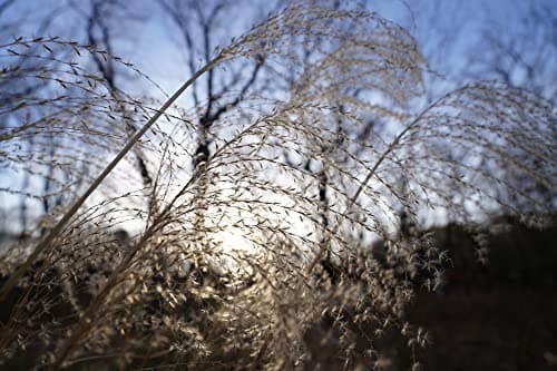 Variant image 13 of Sony FE PZ 16-35mm F4 G