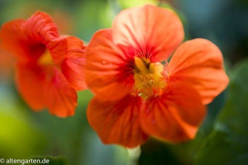 Variant image 9 of Tamron SP 35mm F1.8 Di VC USD