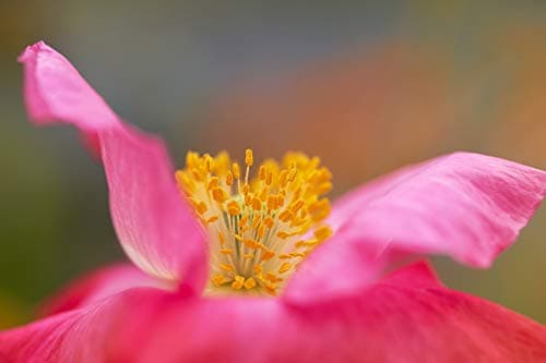 Variant image 7 of Tokina Firin 100mm F2.8 FE Macro
