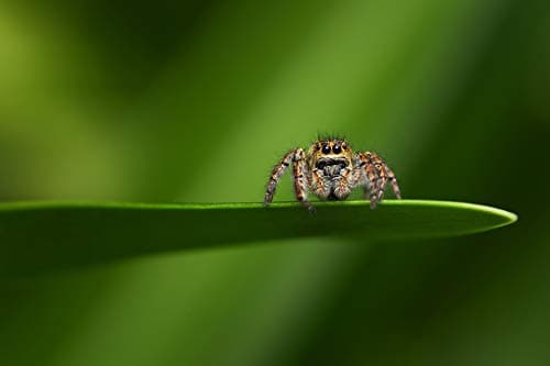 Variant image 8 of Tokina Firin 100mm F2.8 FE Macro