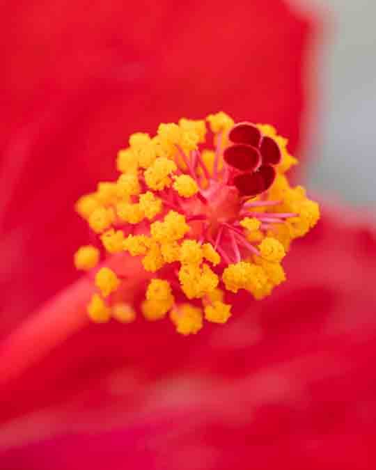 Low-resolution image (540 x 675) at 72 DPI Example low-resolution image of flower.