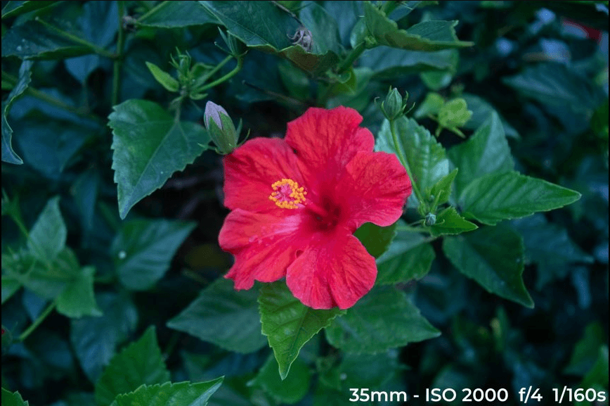 Lower ISO image - ISO 2000 Image of a red flower with less noise due to lower ISO.