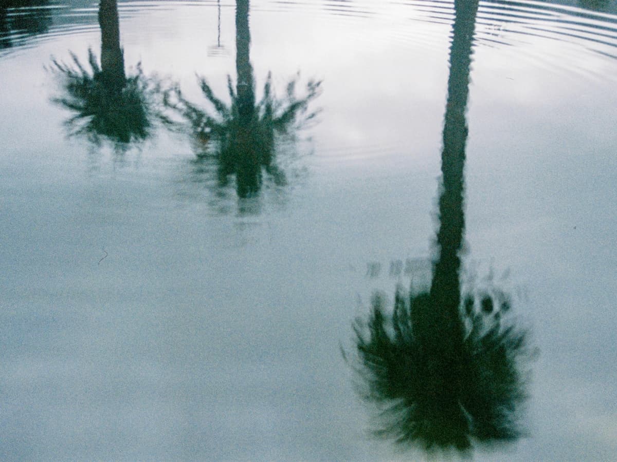 Rule of odds Three palm trees reflected on water.