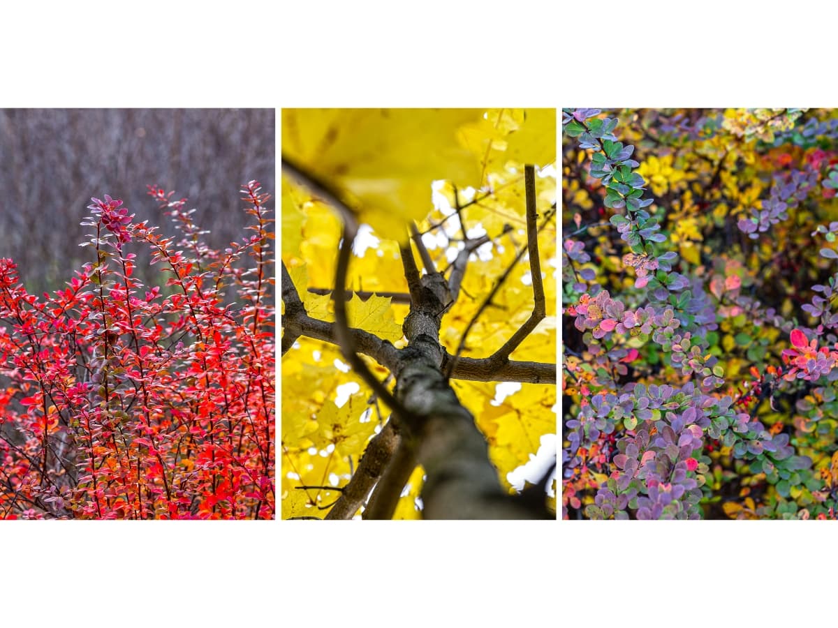 Triptych photography example of nature Triptych photography example of leaves in nature.