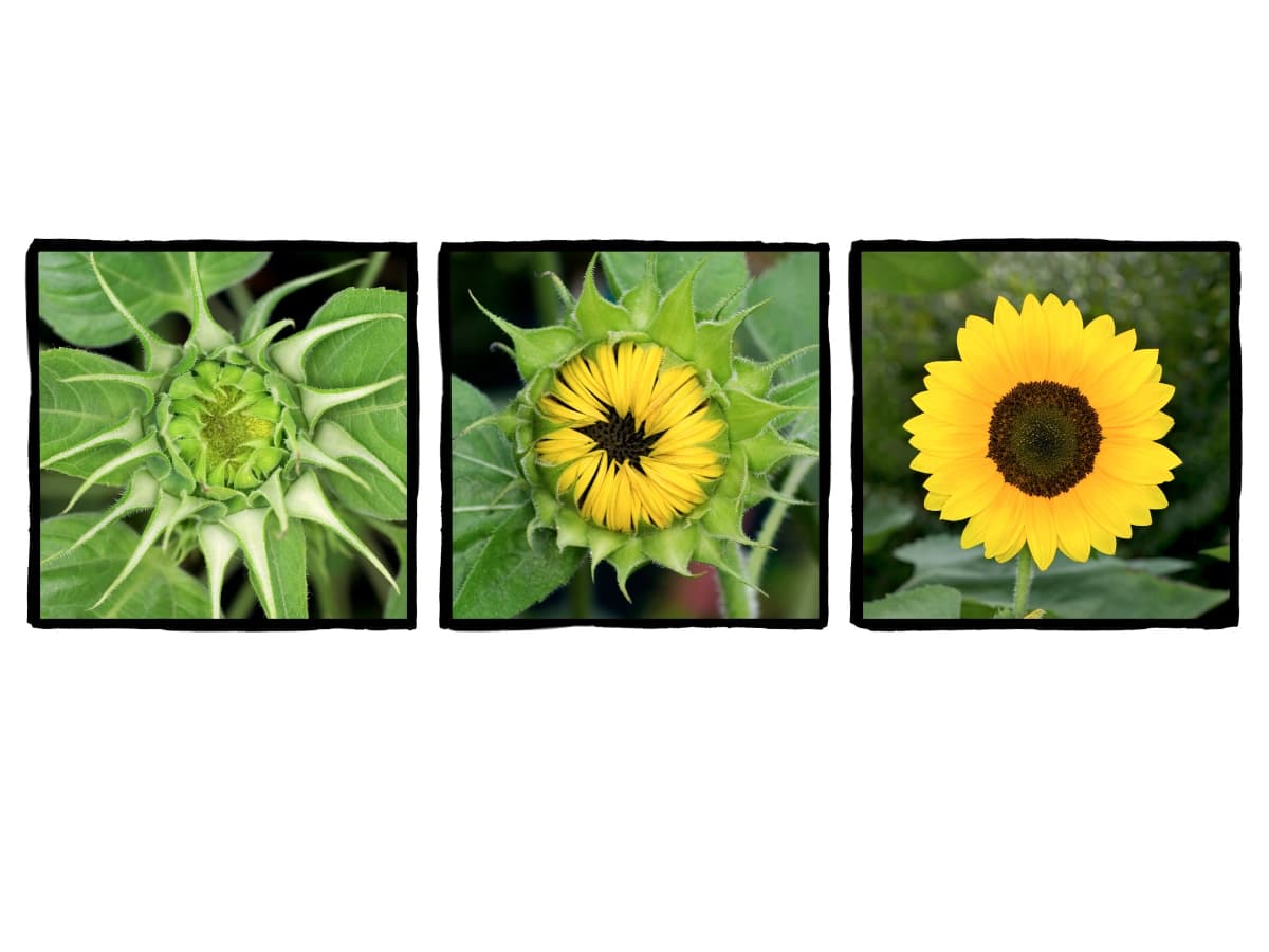 Triptych photography in narrative order Triptych photography in narrative order with blooming flowers.